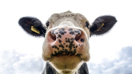 Online goed boeren? Maak kennis met Hi Boer!